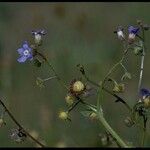 Hackelia floribunda Elinympäristö