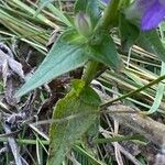 Campanula glomerata Лист