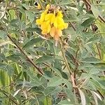 Crotalaria micans Blomst