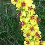 Verbascum nigrumFlor