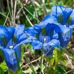 Gentiana alpina Blüte