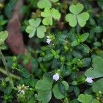 Rostellularia procumbens عادت