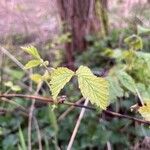 Rubus camptostachys Folha