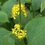 Solidago flexicaulis പുഷ്പം