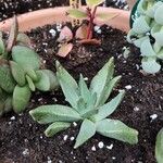 Cheiridopsis denticulata Hoja