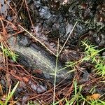 Axonopus fissifolius Хабит