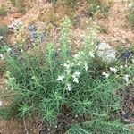 Teucrium pseudochamaepitys Costuma