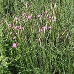 Dianthus sylvestris Tervik taim