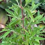 Salvia mellifera برگ