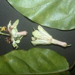 Passiflora alata 花