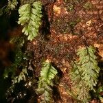 Hymenophyllum holochilum Natur
