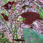 Begonia pavonina Hostoa