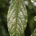 Cordia nodosa Blatt