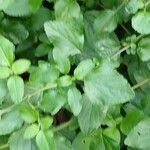 Salvia × jamensis Leaf