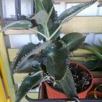 Kalanchoe daigremontiana List