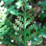 Asplenium rutifolium Fruit