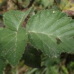 Rubus rigidus Φύλλο