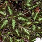 Episcia lilacina Hoja