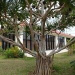 Dracaena draco Кара