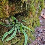 Asplenium trichomanesপাতা