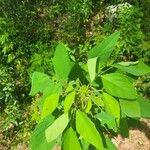 Desmodium tortuosum Yaprak