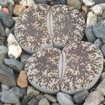 Lithops lesliei Leaf