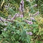 Mentha longifolia Vekstform