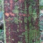 Pouteria engleri Bark