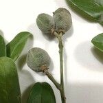 Matayba elaeagnoides Fruit
