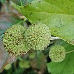 Cephalanthus occidentalis Плод