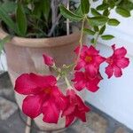 Mandevilla sanderiFlower