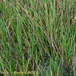 Juncus heterophyllus Hàbitat