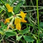 Lotus pedunculatus Flor