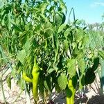 Capsicum baccatum Leaf