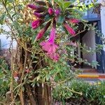 Cantua buxifolia Flower