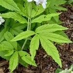 Cardamine heptaphylla 叶