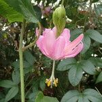 Passiflora tarminiana 花