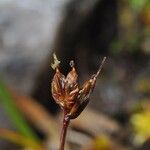 Juncus triglumis Frugt