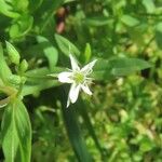 Stellaria alsine Blomma