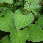 Houttuynia cordata ഇല