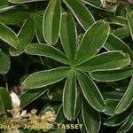 Alchemilla alpigena Leaf