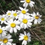 Tanacetum corymbosum Flower