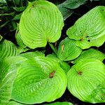 Hosta plantaginea Blatt