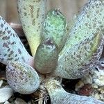 Adromischus mammillaris