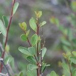 Flueggea tinctoria Leaf