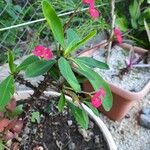 Euphorbia milii Žiedas