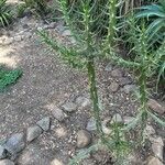 Austrocylindropuntia cylindricaFuelha