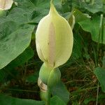 Caladium bicolor (Aiton) Vent.Blomst