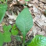 Elephantopus carolinianus Leaf