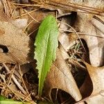 Picris hieracioides Blatt